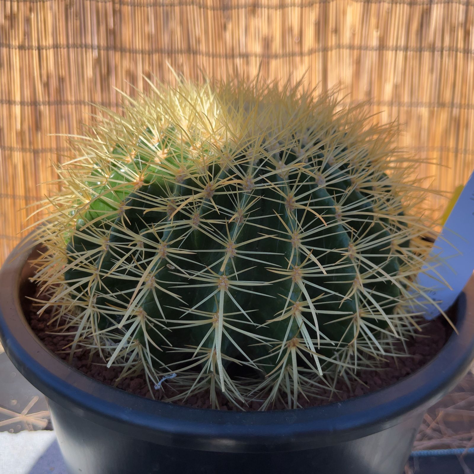 【鉢ごと発送】サボテンの王様！金色サボテン / 金鯱（キンシャチ）Golden barrel cactus / 8号 黒鉢【現品】M24-11-5-02