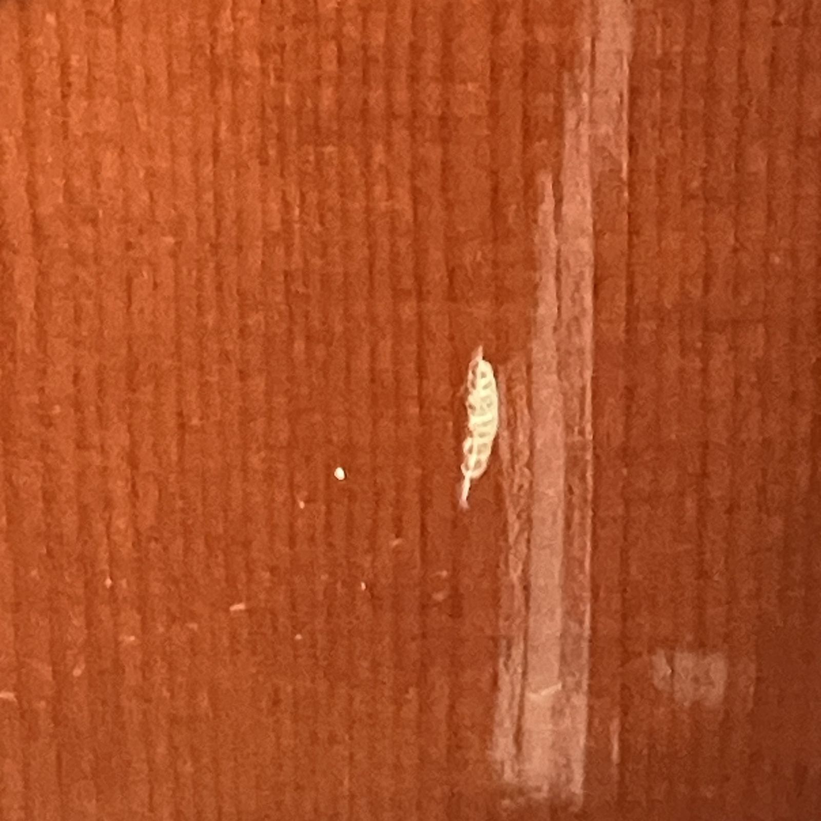 ヤマハ エレキアコースティックギター