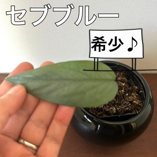 Epipremnum pinnatum Cebu Blue セブブルー 観葉植物 - www.flexio.cz