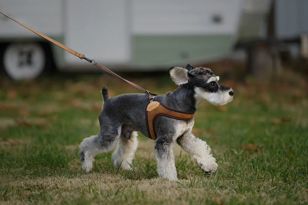犬用品 CHARLIE'S BACKYARD イージーハーネス ブラウン Lサイズ