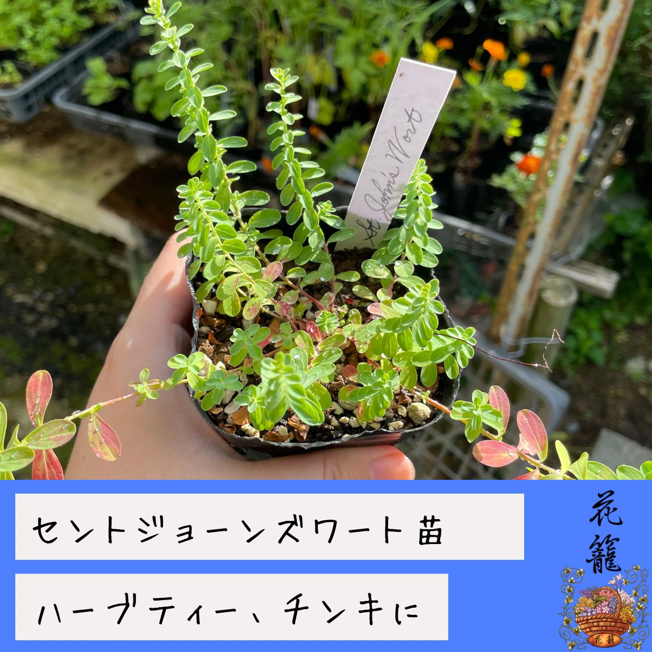 ハーブ苗　花の苗　セントジョーンズワート　苗