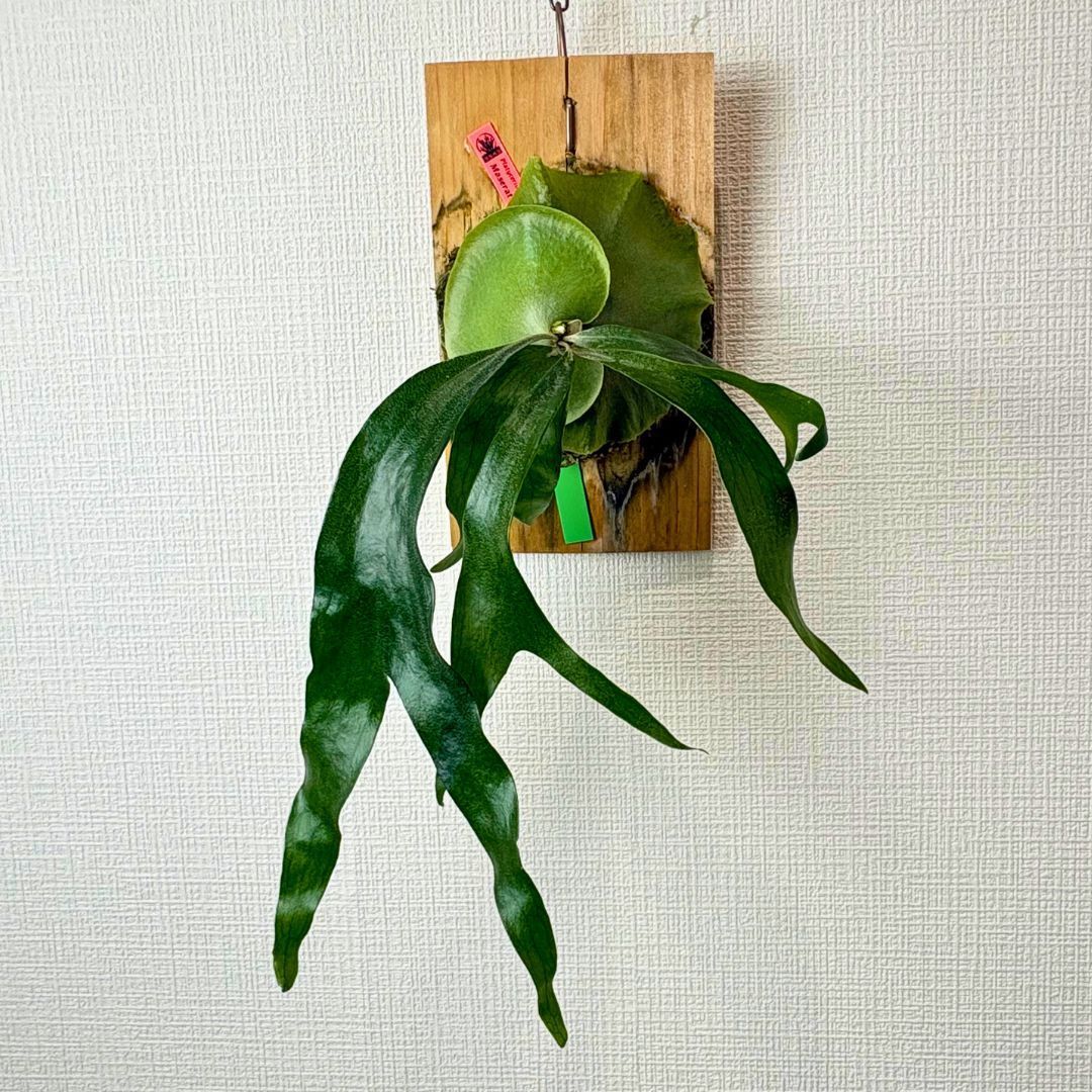 P. Maserati マセラティ◇ビカクシダ（コウモリラン） - メルカリ