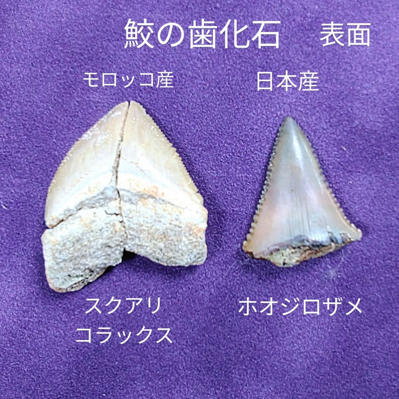 サメの歯化石（その他）/千葉県銚子市長崎鼻産/名洗層/サメの歯化石