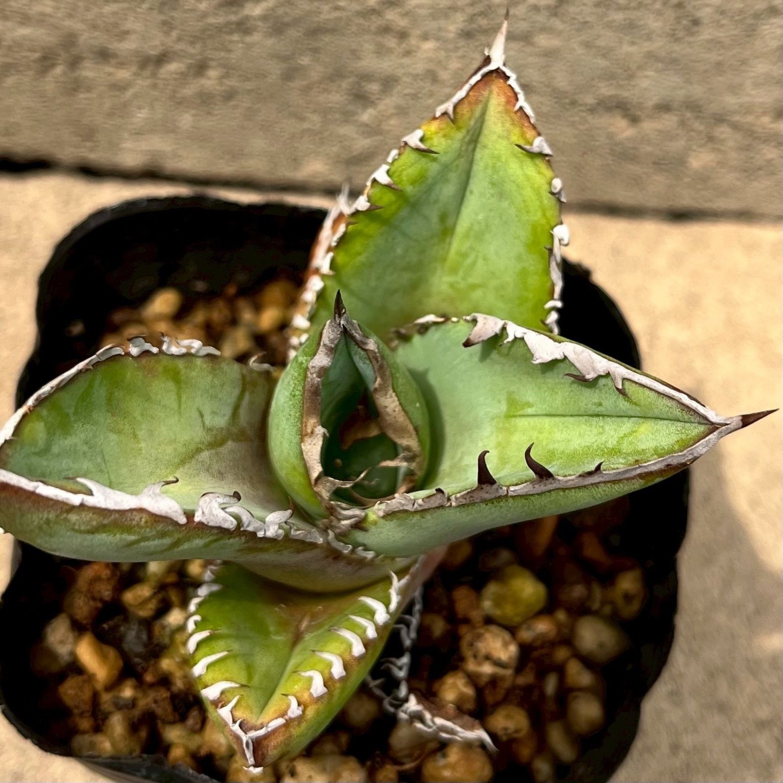 アガベ オテロイ実生 まとめ売り③ 40株