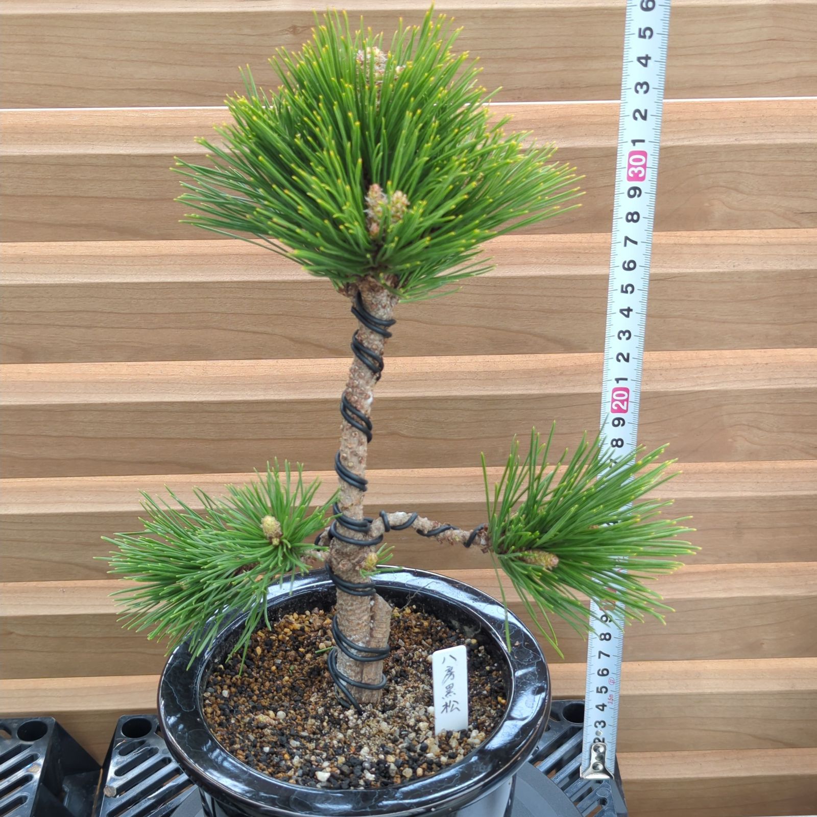 八房黒松 小品盆栽 陶器鉢 - メルカリ