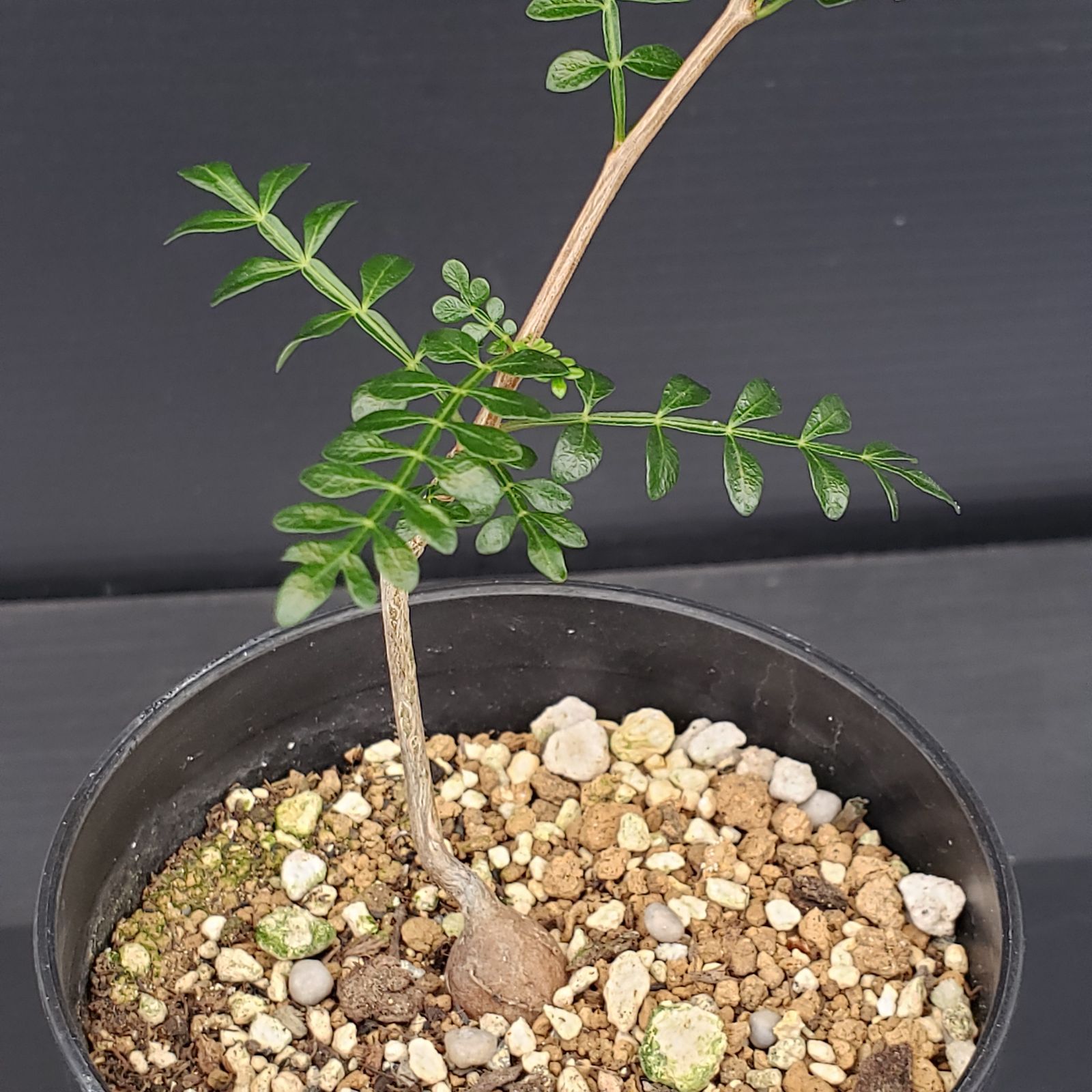 【鉢植えのまま発送】オペルクリカリア・パキプス 実生11年株 鉢植えのまま発送】オペルクリカリア・パキプス 実生10年株