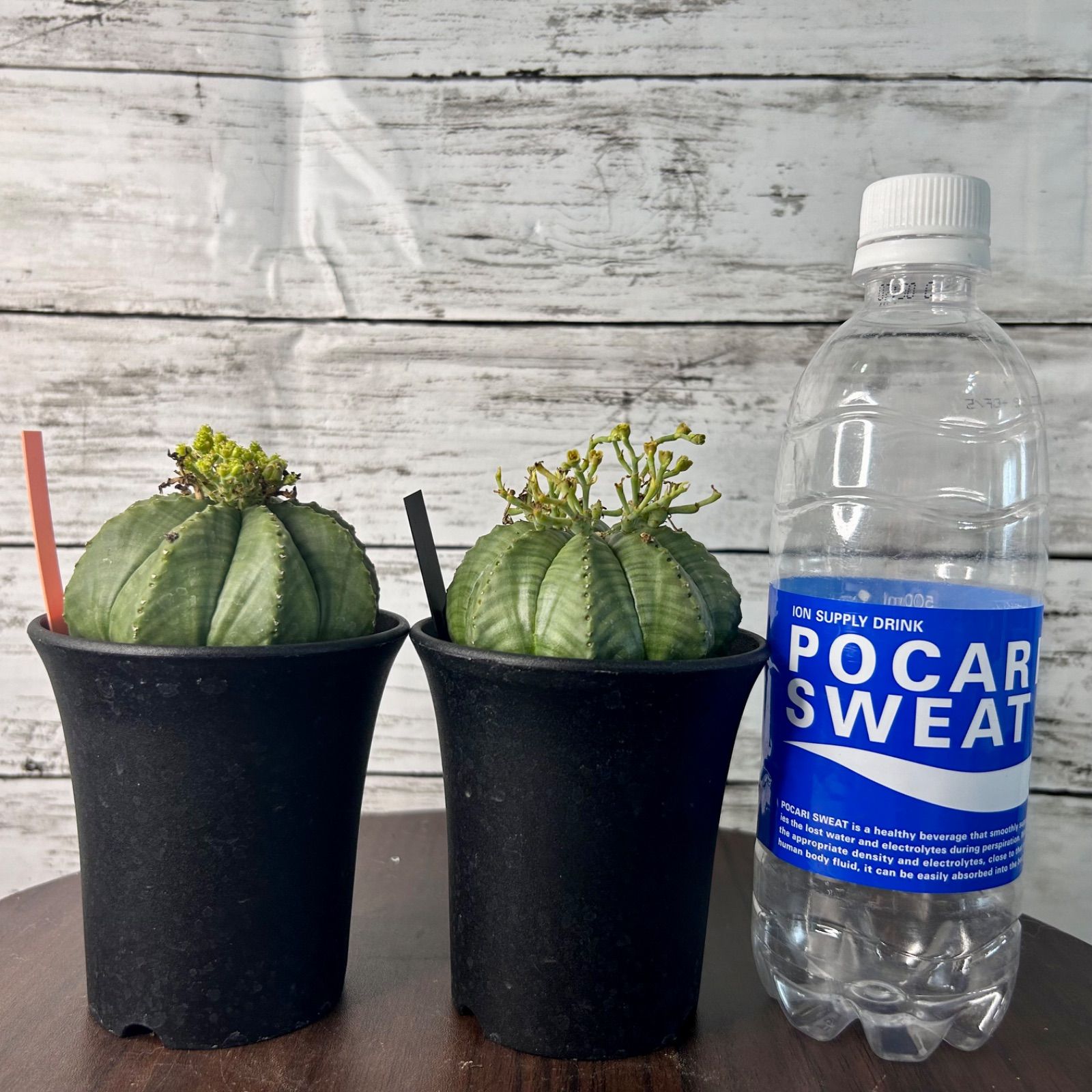 ユーフォルビア メロフォルミス 雄雌ペア 貴青玉 サボテン M16802