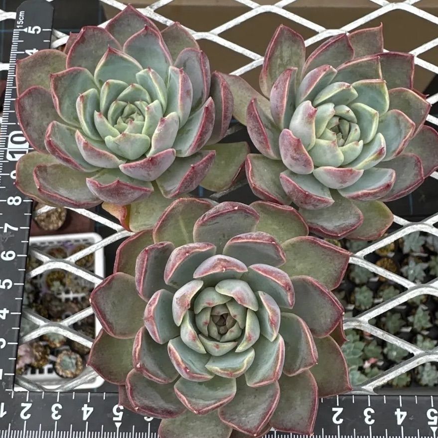 ディオール 1苗 エケベリア 発根済 多肉植物 - メルカリ