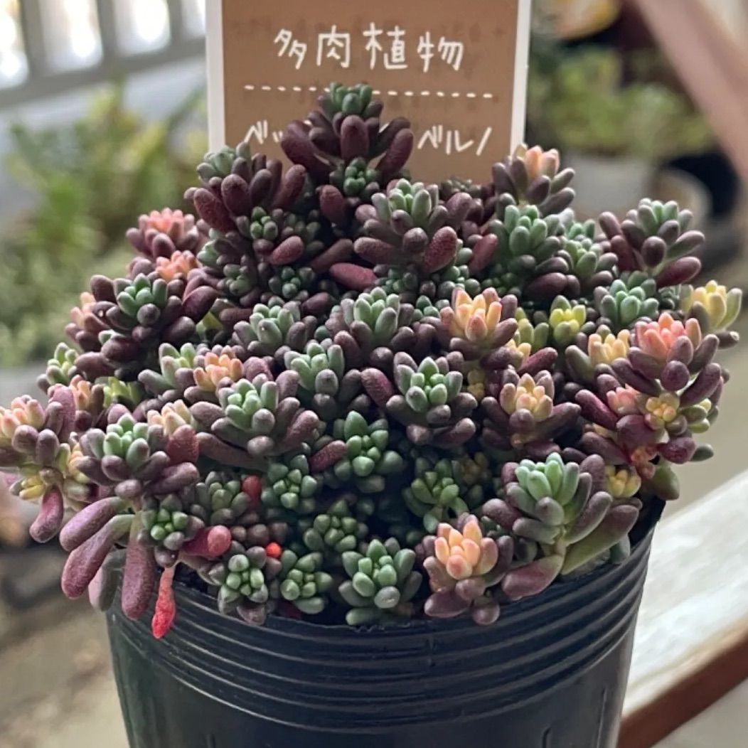 ベッラデインヴェルノ❣️札付き❗️多肉植物　抜き苗