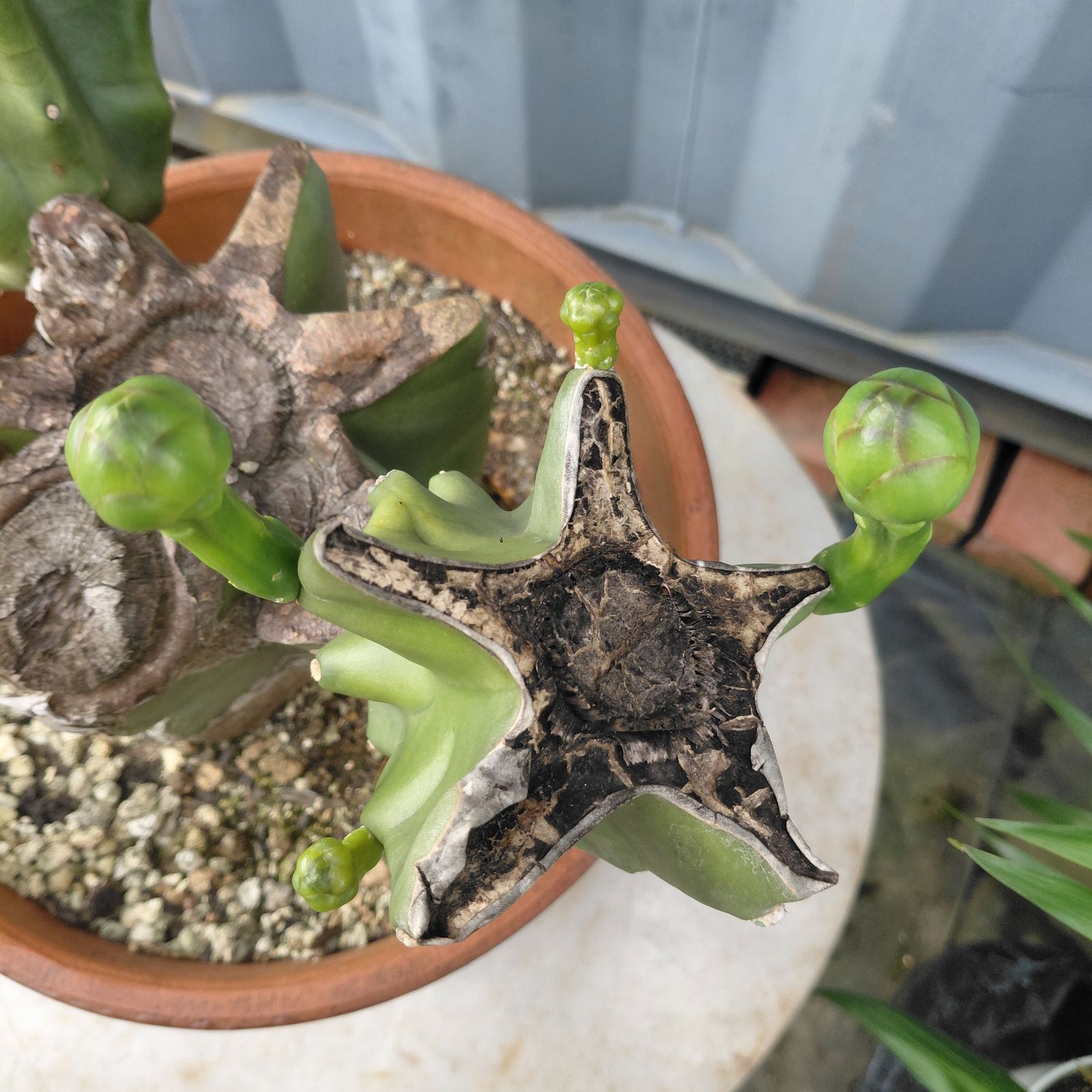 まとめ買いok 柱サボテン 鬼面角　6頭発根　サボテンブランチ　ドライガーデン 柱サボテン 鬼面角 ブランチ | PLARE