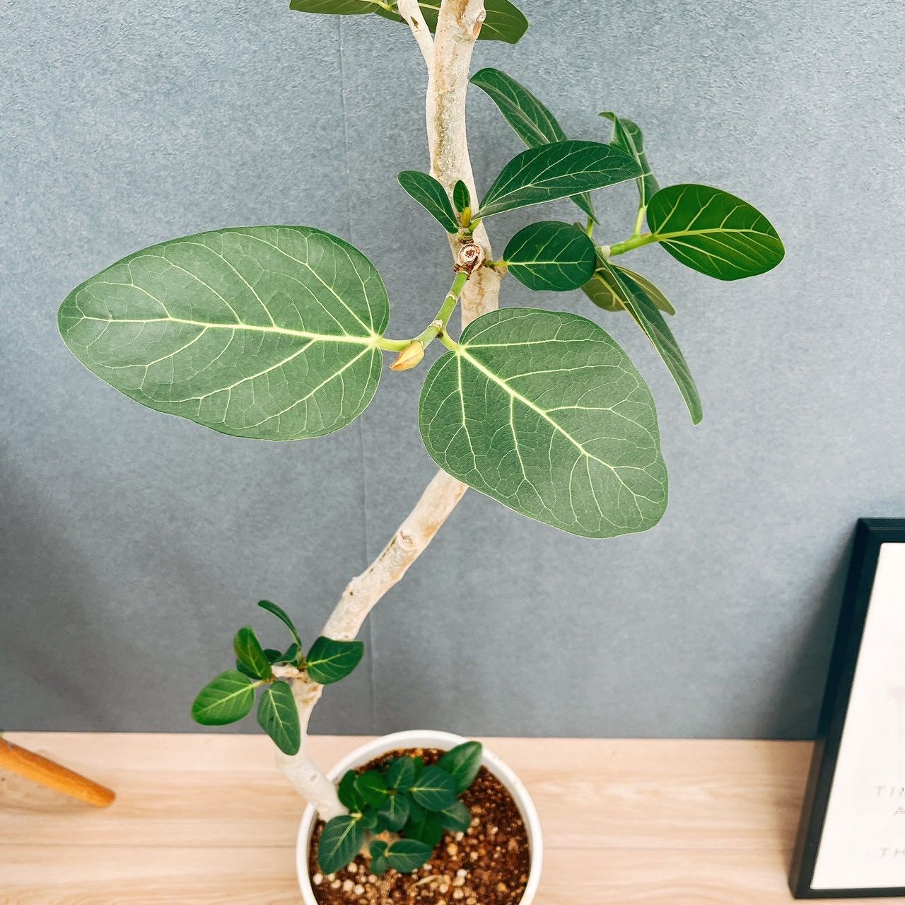 現品］95番 フィカス ベンガレンシス 曲がり 8号 観葉植物 室内 大型