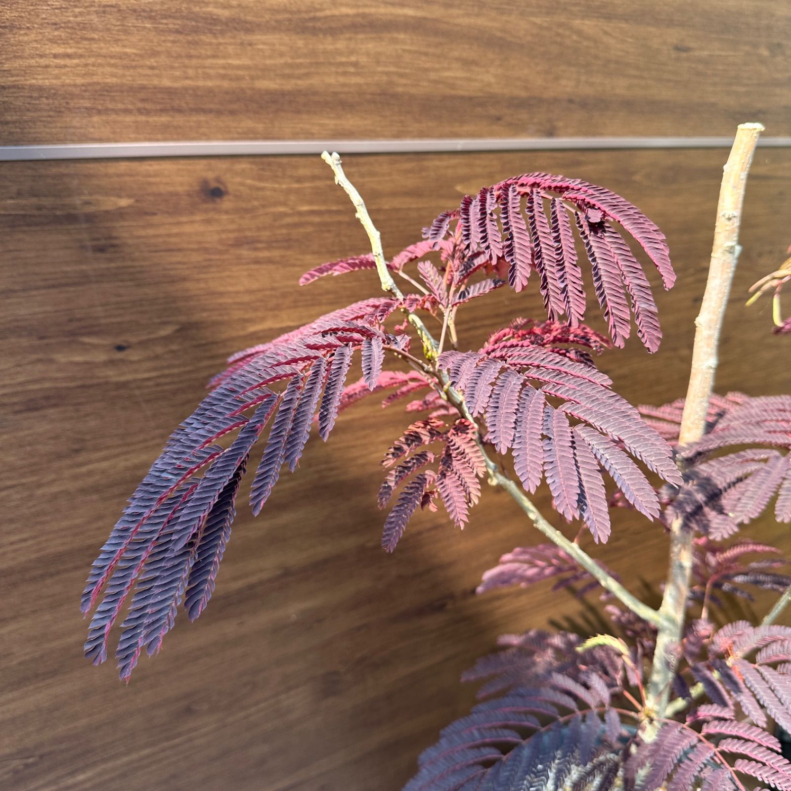 サマーチョコレート 10号