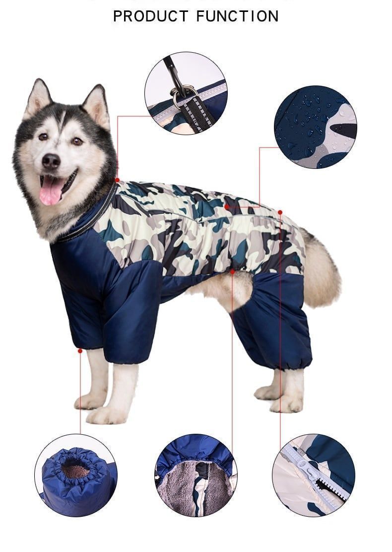 犬