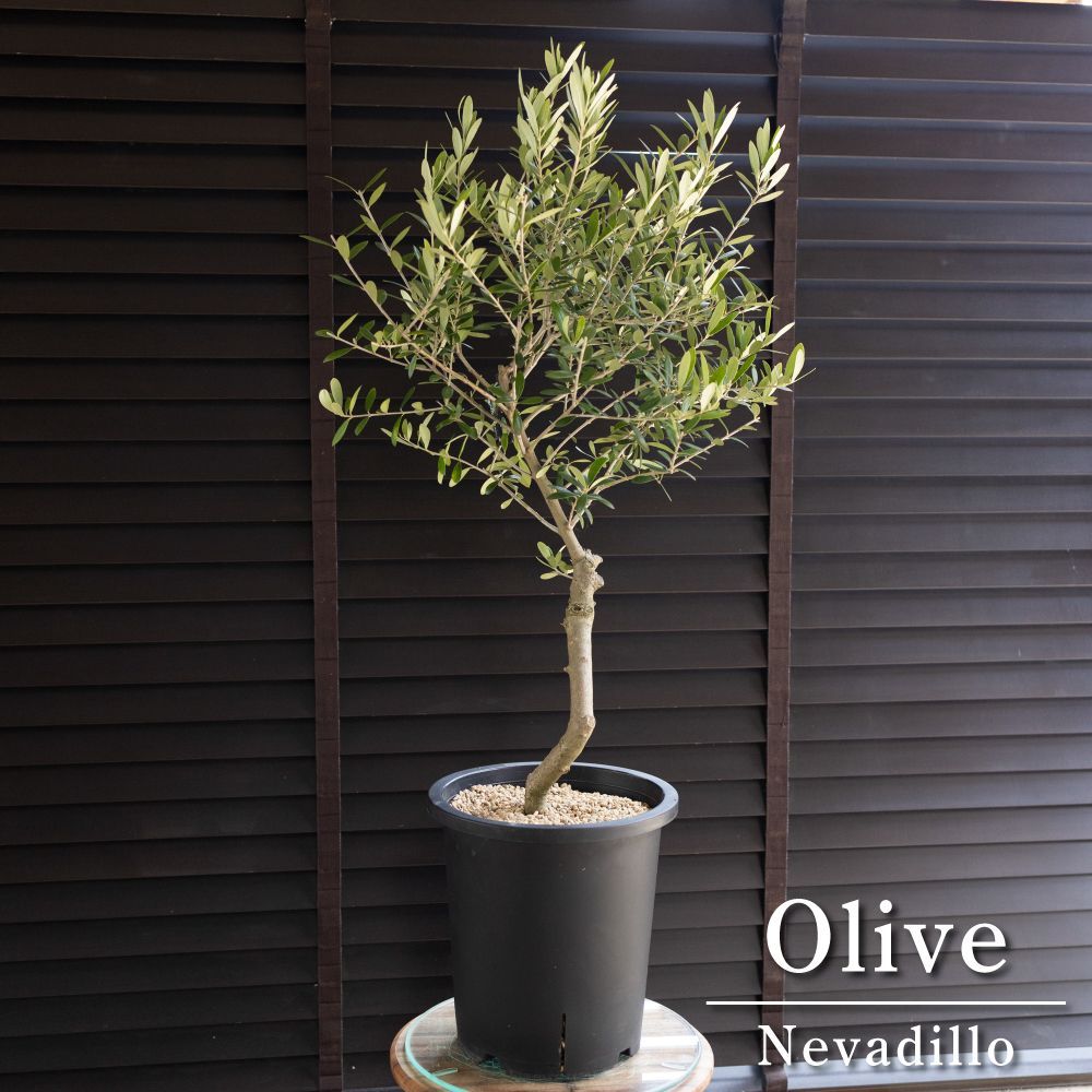 オリーブ 創樹 ネバディロブランコ8 2品種接木 フラワー・ガーデニング