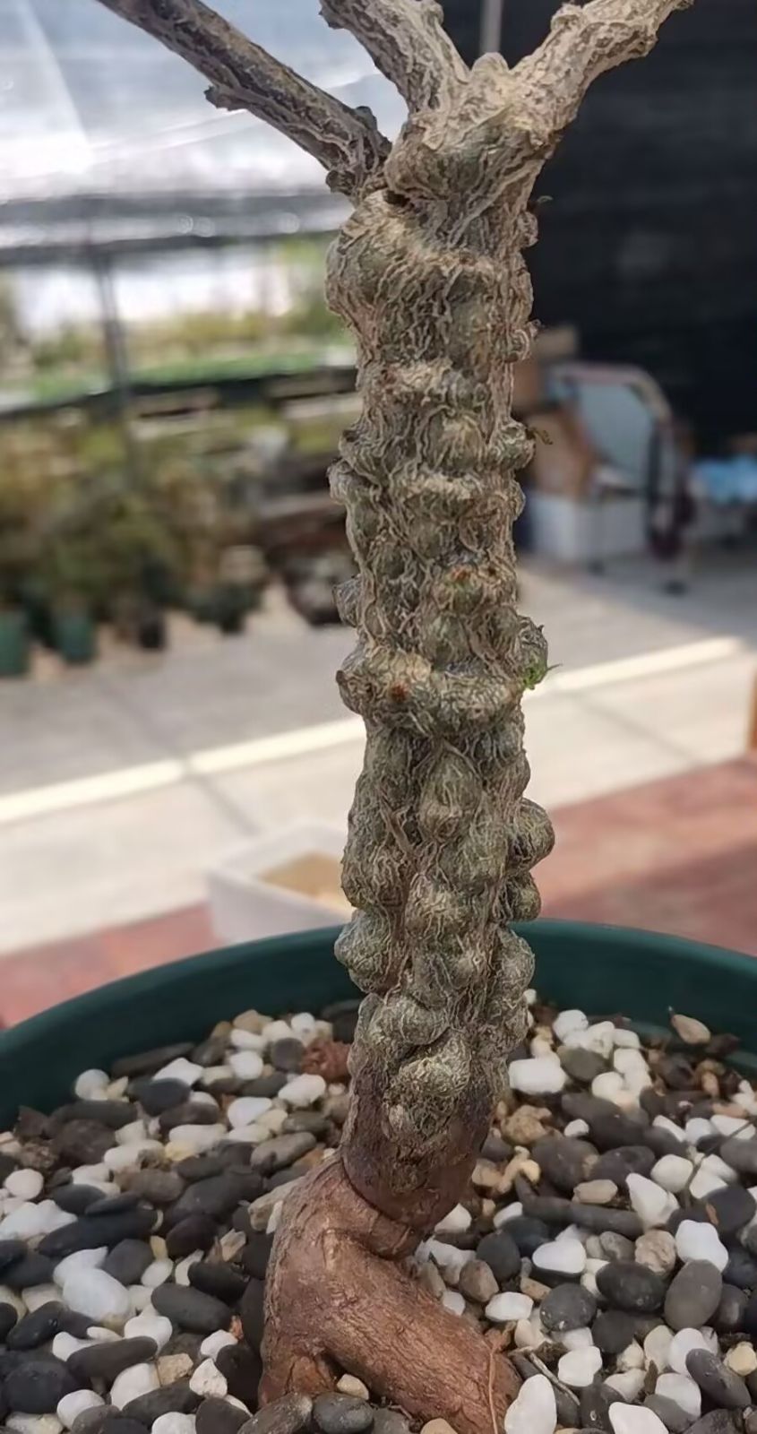 【鉢植えのまま発送】オペルクリカリア・パキプス 実生11年株 鉢植えのまま発送】オペルクリカリア・パキプス 実生11年株