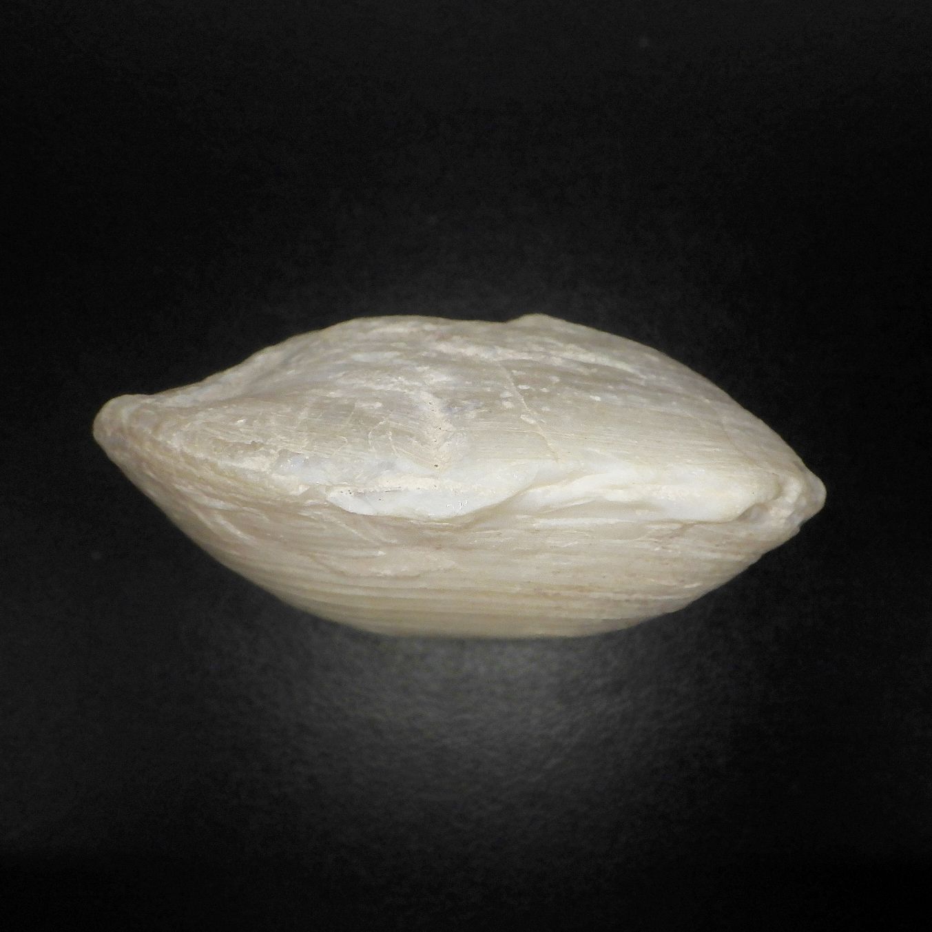 オパール化石！2枚貝 シェルオパール 109.4ct - メルカリ