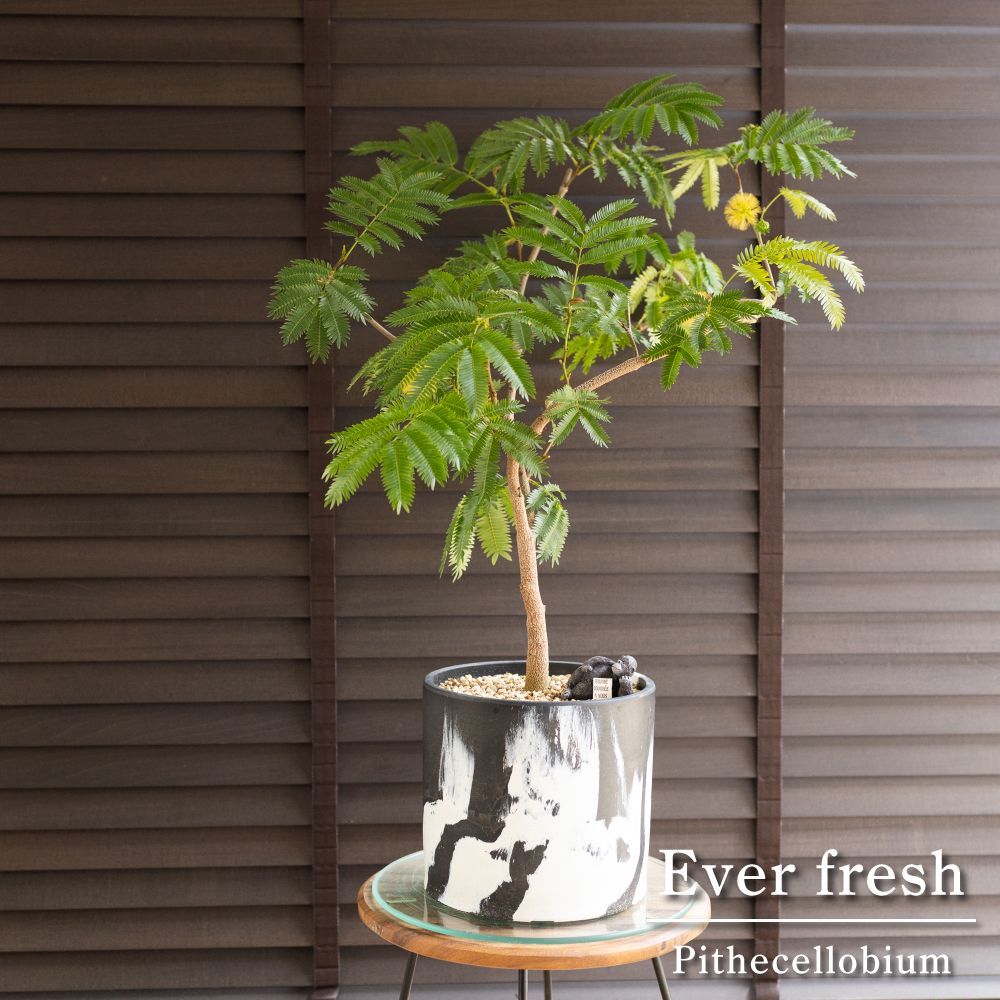 曲がり仕立て エバーフレッシュ 7号 樹脂鉢 盆栽 Ever fresh ネムの木