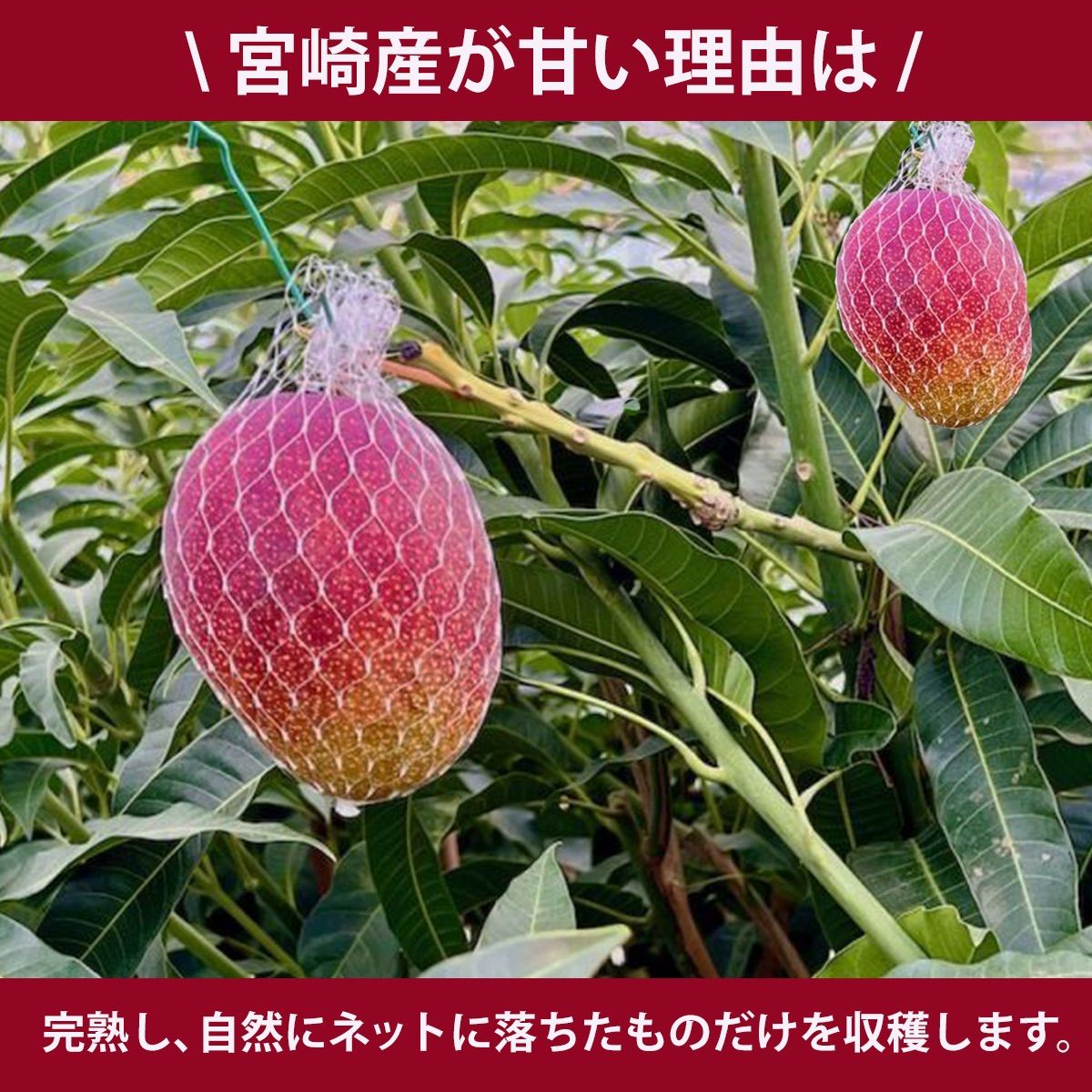 宮崎完熟マンゴー