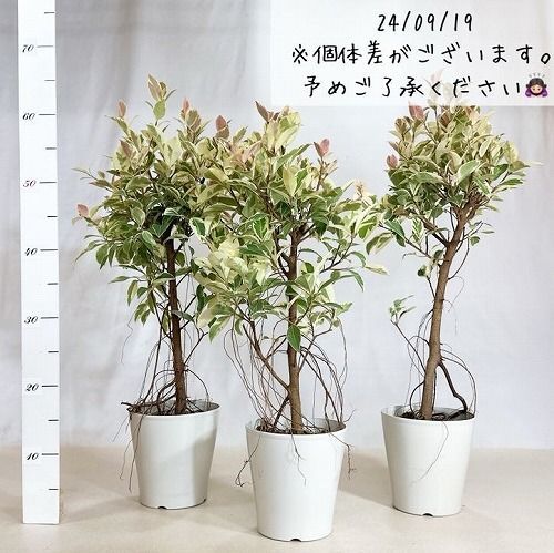 観葉植物 ガジュマル 斑入り 5号(個体おまかせ1鉢) フィカス ゴムノキ ゴムの木 インテリアグリーン 室内園芸 オシャレ カワイイ 可愛い -  メルカリ