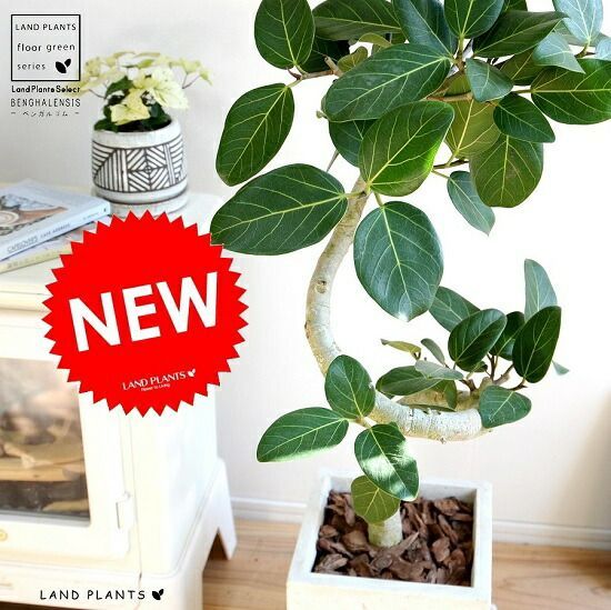 BITOSSI ビトッシ 素焼き 植木鉢 プランター ガーデニング 園芸