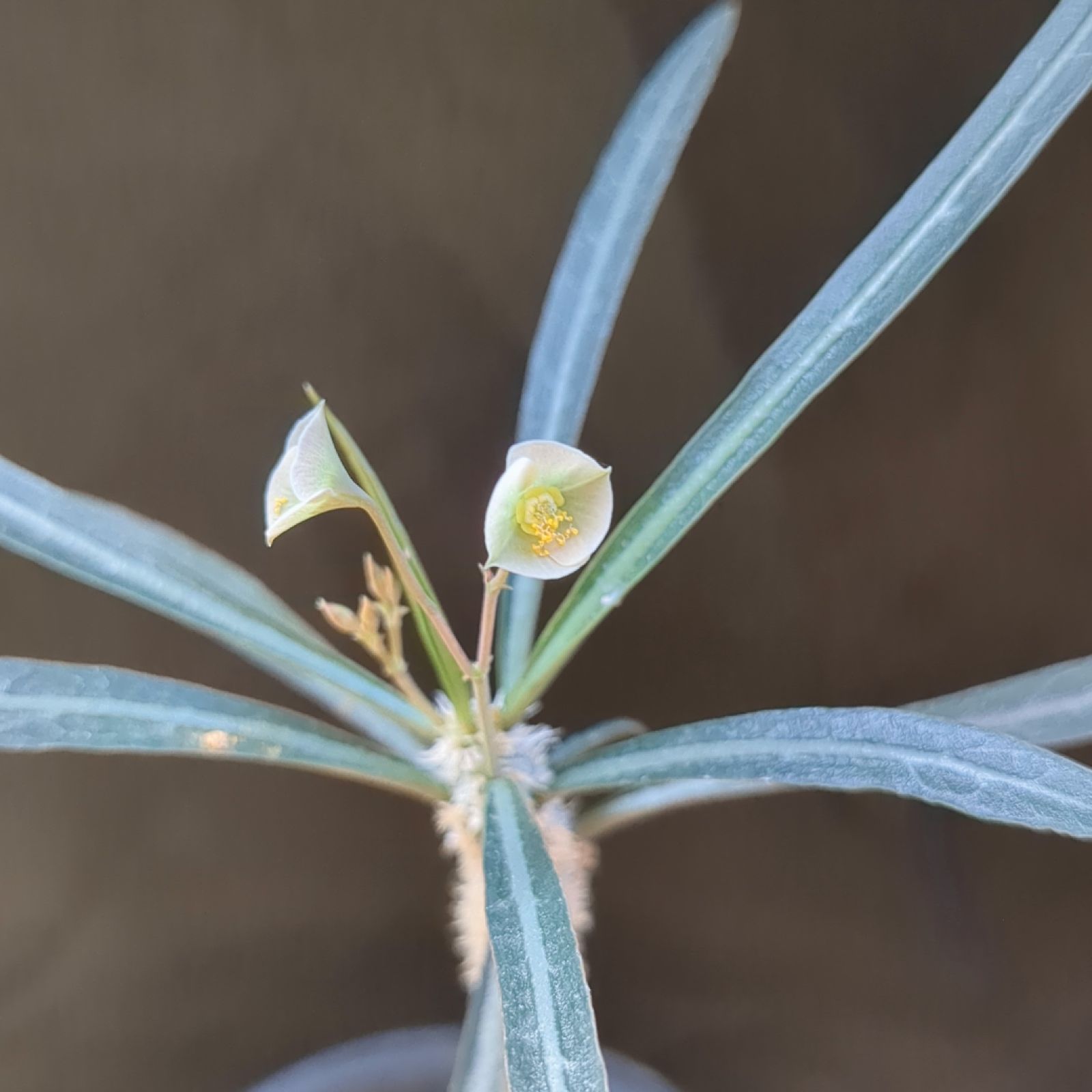 ユーフォルビア ムルチラモサ 実生 轉輪王 ユーフォルビア