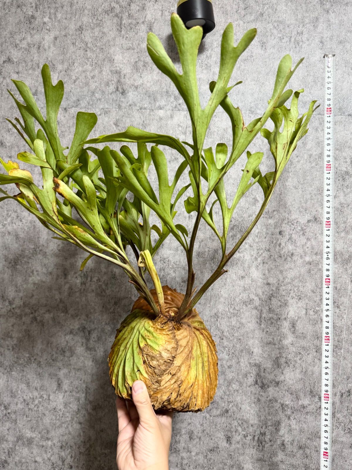 輸入直後新鮮株【バケモノ級】B19 ▽P.ridleyi Wild from 輸入直後新鮮株【バケモノ級】B19 ▽P.ridleyi Wild from