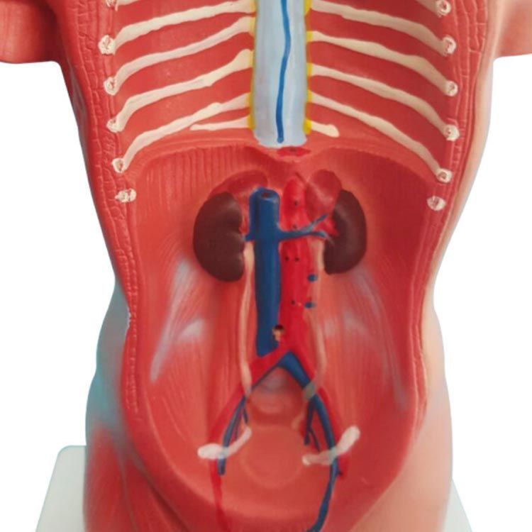 人体模型 内臓模型 28cm 人体解剖 模型 女性 男性 胴体解剖モデル ミニ 人体標本 人体モデル 内臓人体模型 全身模型 全身標本 人体 内臓  トルソー 標本 教材 実験 接骨院 整骨院 骸骨 骨#qz2310 - メルカリ