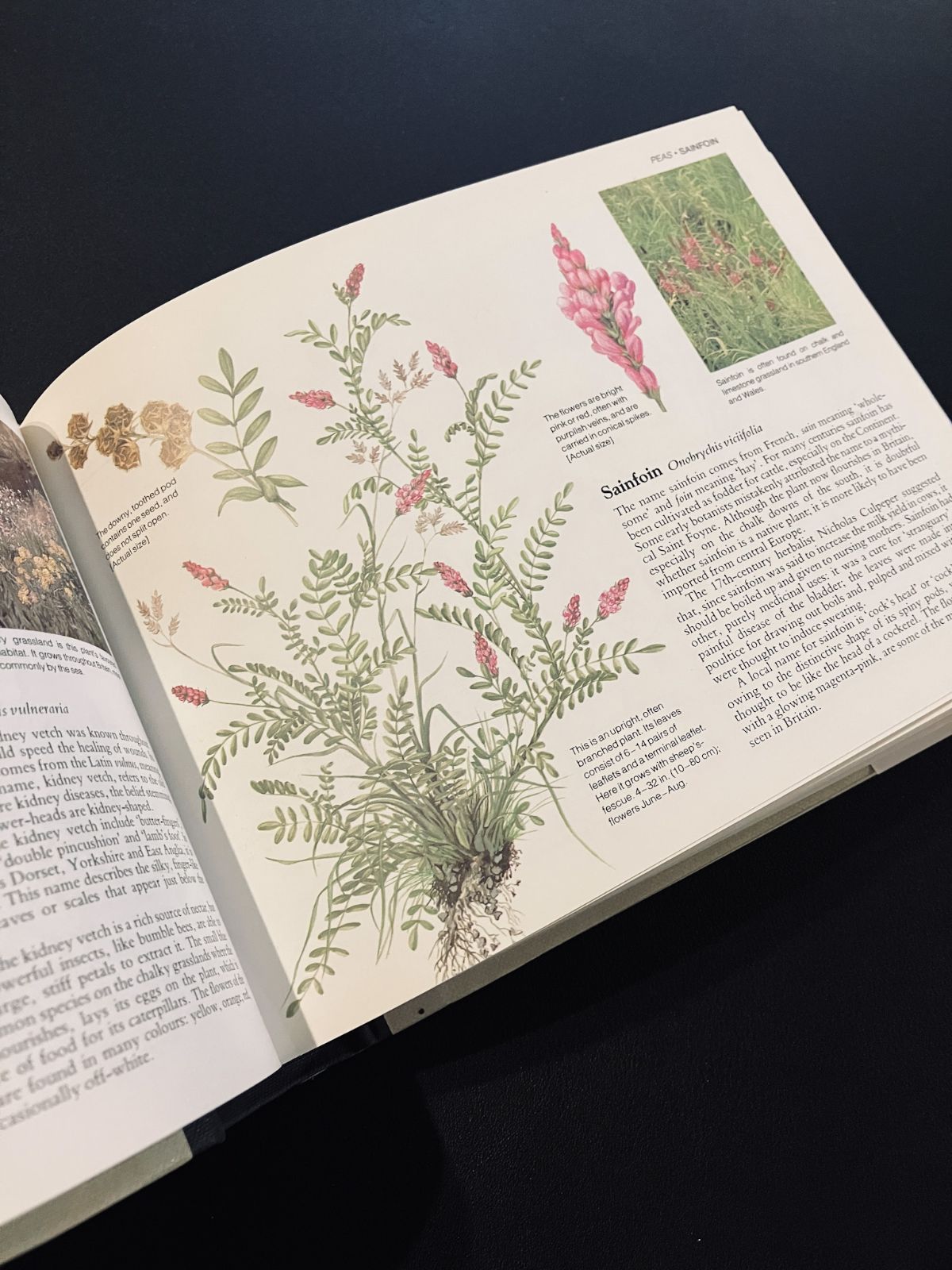 超希少 激レア イギリス ヴィクトリアン アンティーク 野生植物図鑑 イギリスの野生植物図鑑 Wild Flowers of Britain - メルカリ