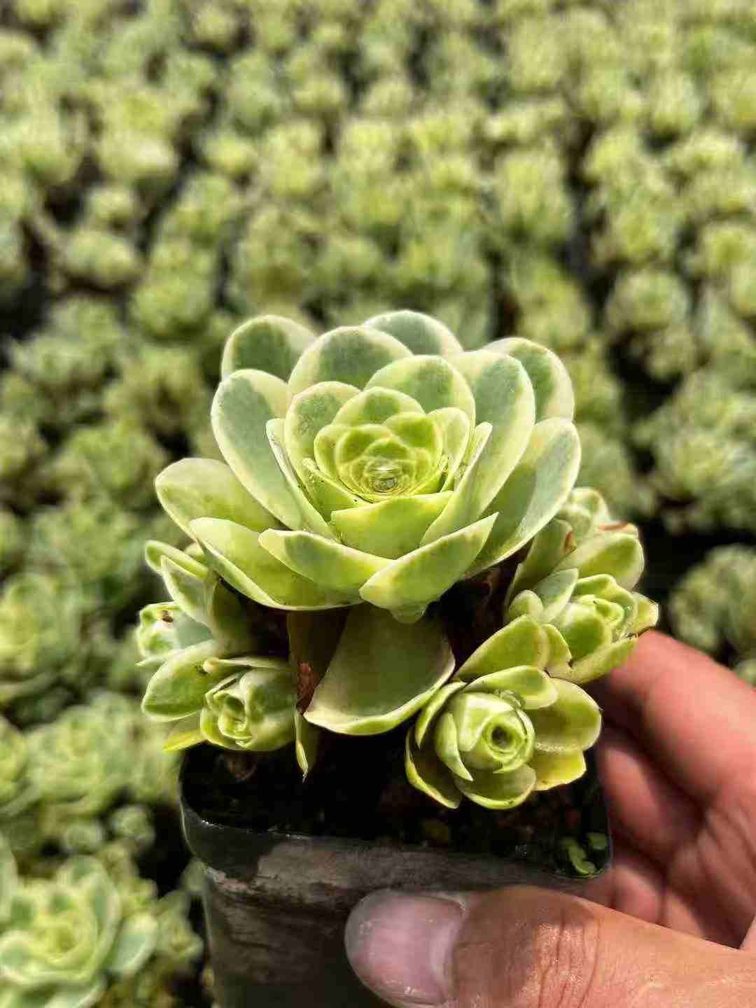 残1 ෆ˚*感謝セールෆ˚* ブルーアイス 1苗 抜き苗 寄せ植え 多肉植物 残1 ෆ˚*感謝セールෆ˚* ブルーアイス 1苗 抜き苗 寄せ植え 多肉