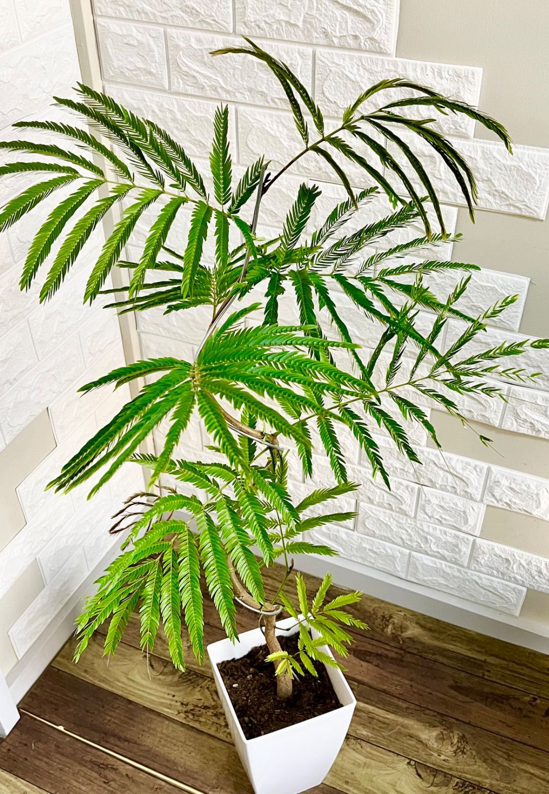 エバーフレッシュ 曲がり　螺旋状　観葉植物 鉢植え らくらくメルカリ便 エバーフレッシュ⭐️螺旋曲がり - メルカリ