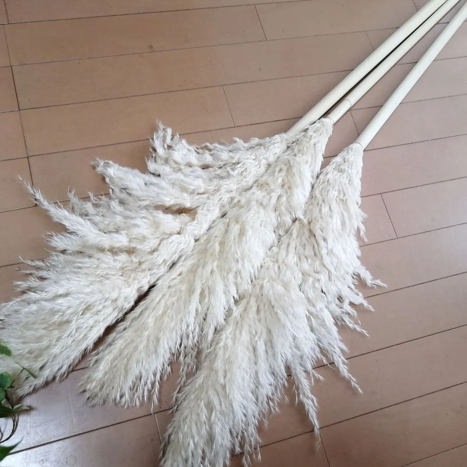 特大 パンパスグラス 130cm前後 10本セット 特大 パンパスグラス 130cm