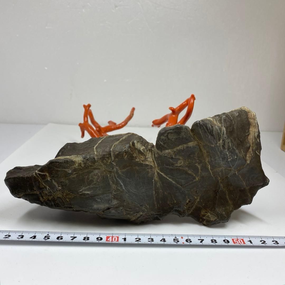 本肉赤珊瑚　原木　トウエ　東さ6-1216☆1F 本肉赤珊瑚 原木 トウエ 東さ6-1216☆1F 本珊瑚 原木 重