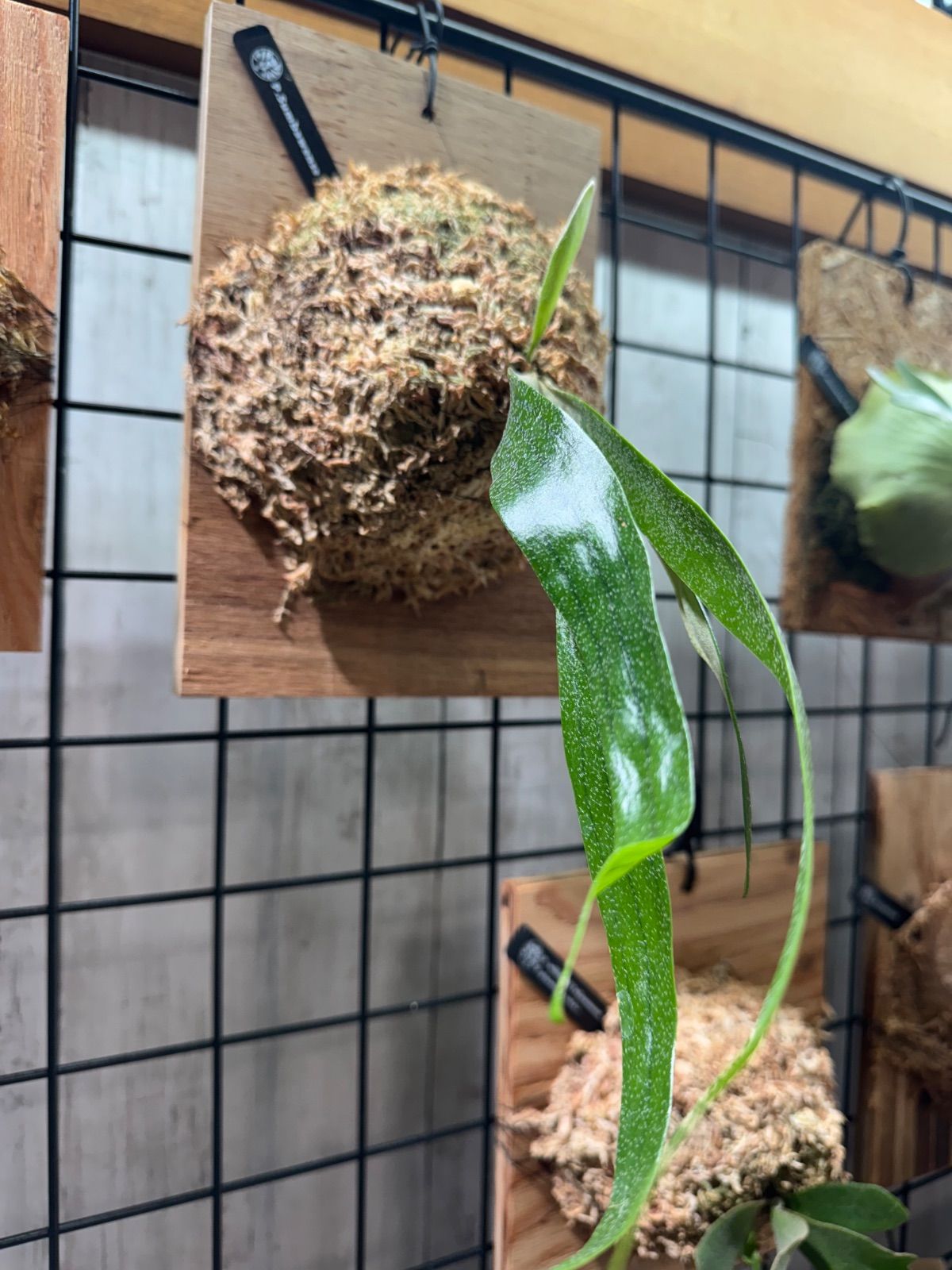 新釈漢文大系54、55、62 淮南子 3冊セット【上中下巻】 楠山春樹／著