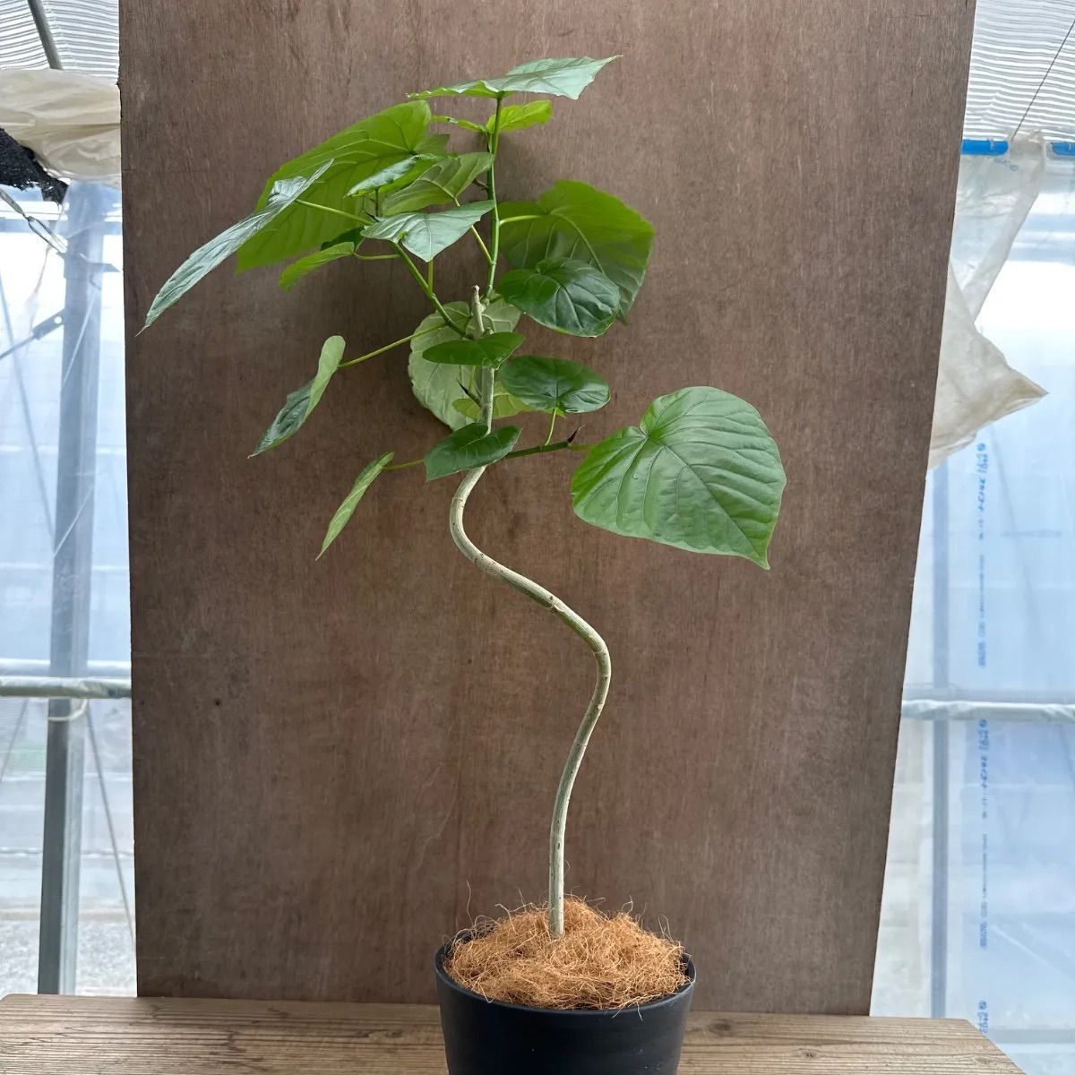 フィカス ウンベラータ 曲がり ③ Ficus umbellata 現品 ゴムの フィカス ウンベラータ 曲がり ③ Ficus umbellata 現品 ゴムの