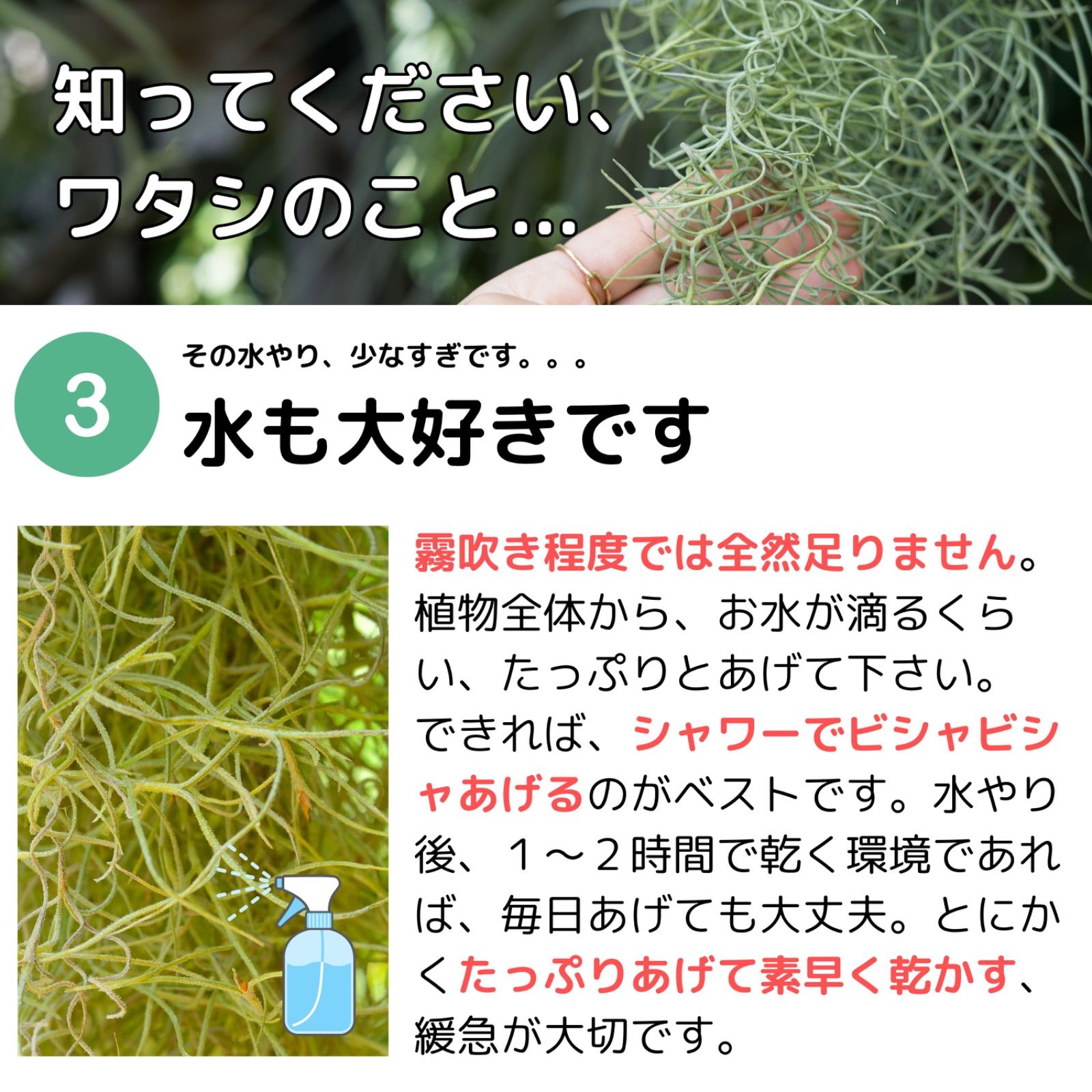 特大サイズのスパニッシュモス（60cm） チランジア エアプランツ ウスネオイデス