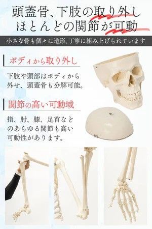 骨格模型 ガイコツ