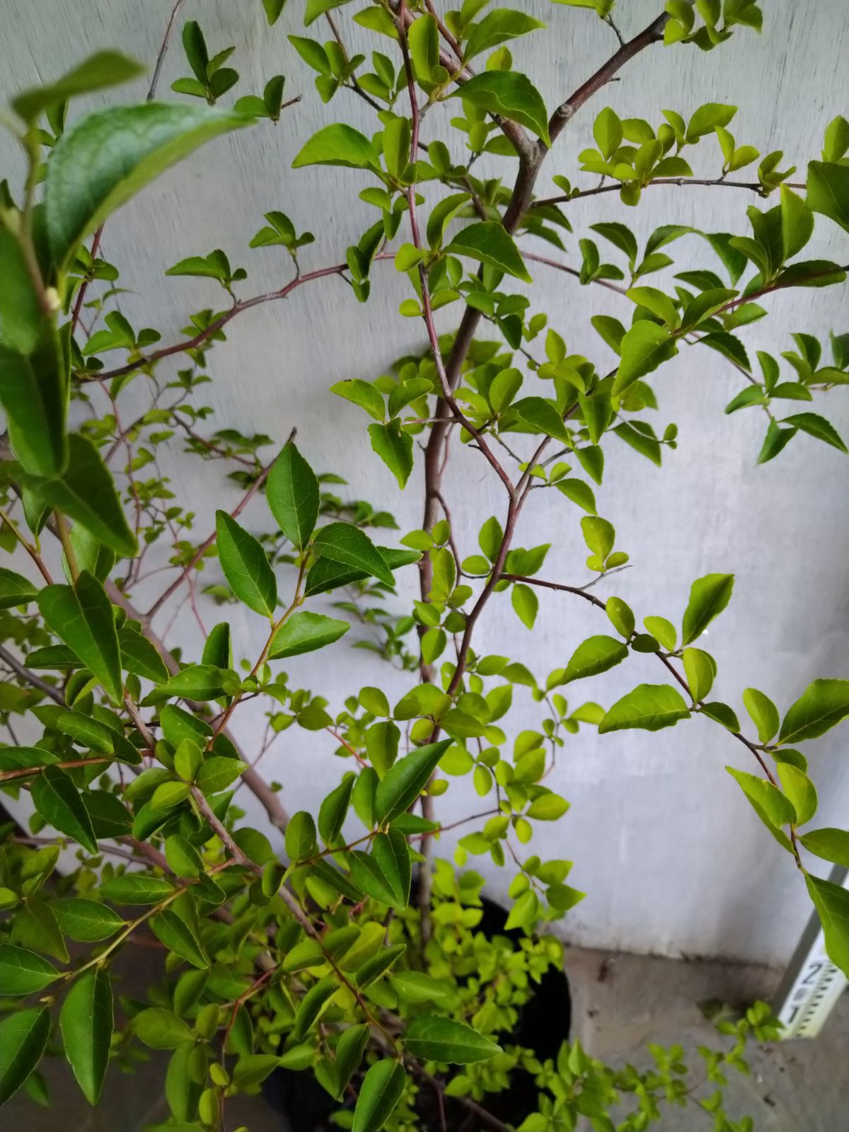 クリアランス エゴノキ株立ち②（ふう様専用ページ） 特大 エゴノキ株