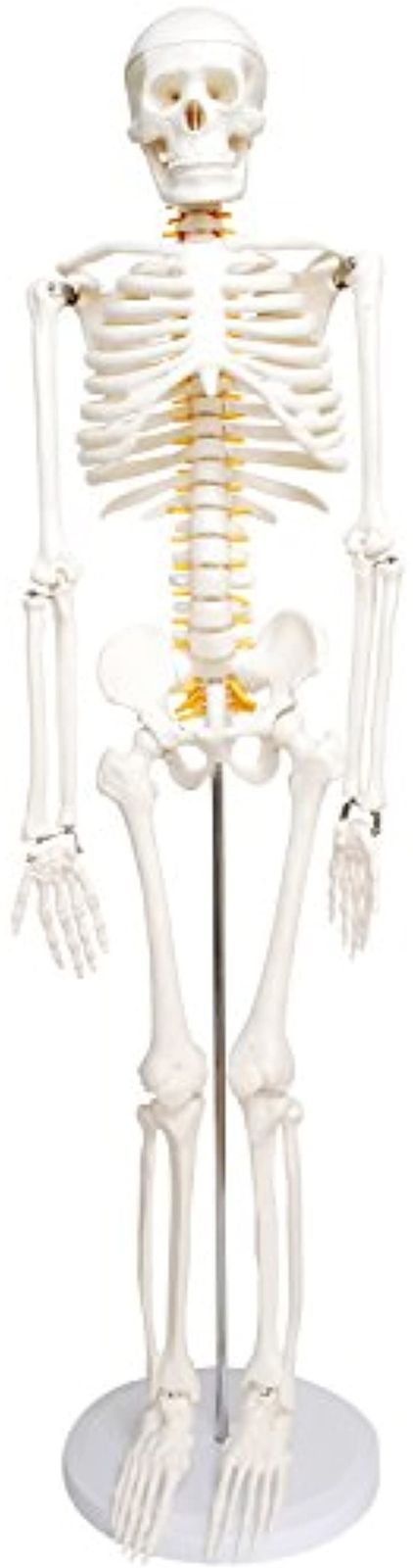 MONOLIFE 人体骨格模型 骨格標本 稼動 直立 スタンド 教材 85cm 1|2 モデル ホワイト 台座 丸 ホワイト 台座 丸