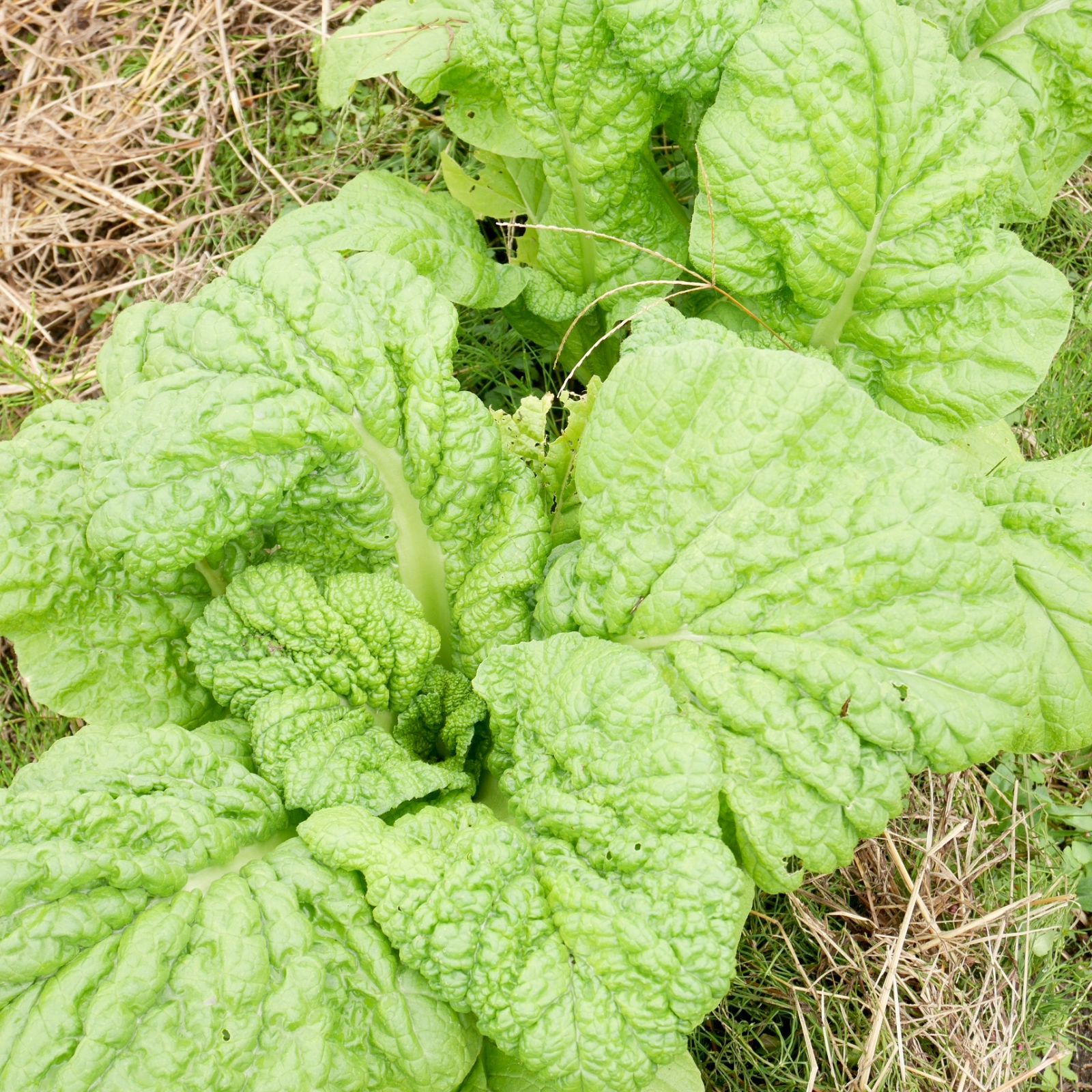 \\農家直送 子どもも喜ぶ野菜//新鮮野菜セット 野菜詰め合わせ 80サイズ《無農薬・無肥料》