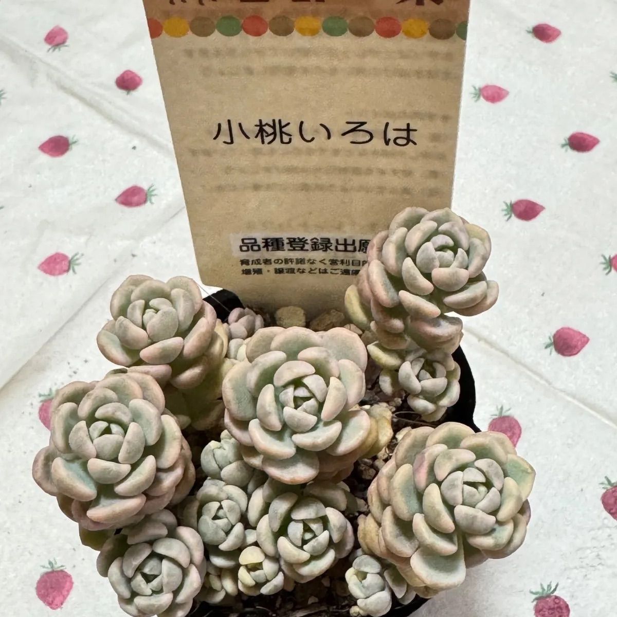 古都の葉さん　小桃いろは　札付き　メルカリ便 ⭐︎古都の葉 小桃いろは 札付き⭐︎ - メルカリ