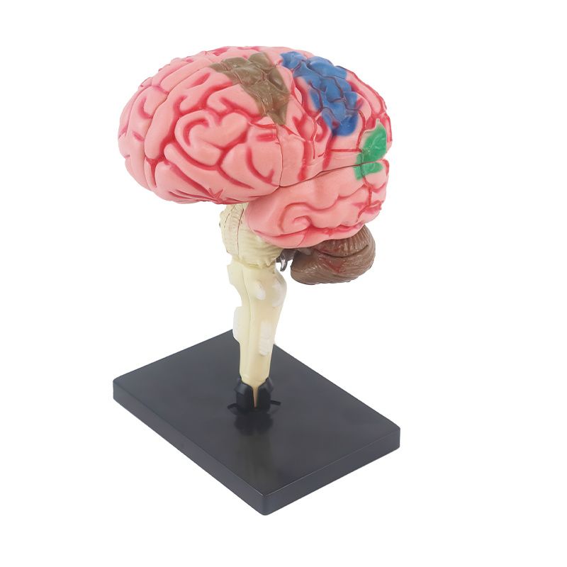 1pc 教育用 4D 脳解剖モデルセット - 1:1 スケールのヒト脳、32