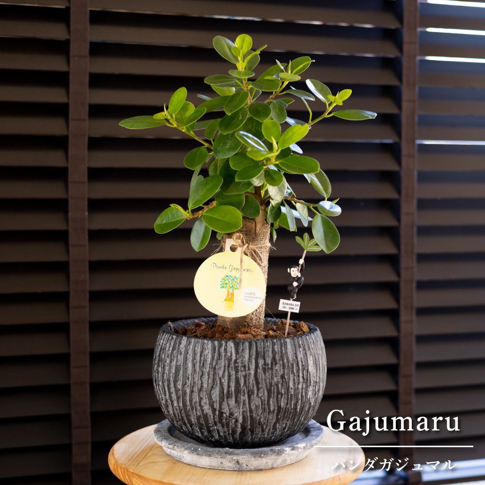 パンダガジュマル 7号 陶器鉢 ピック付 観葉植物 ガジュマルの木 多幸の木 ガジュマル