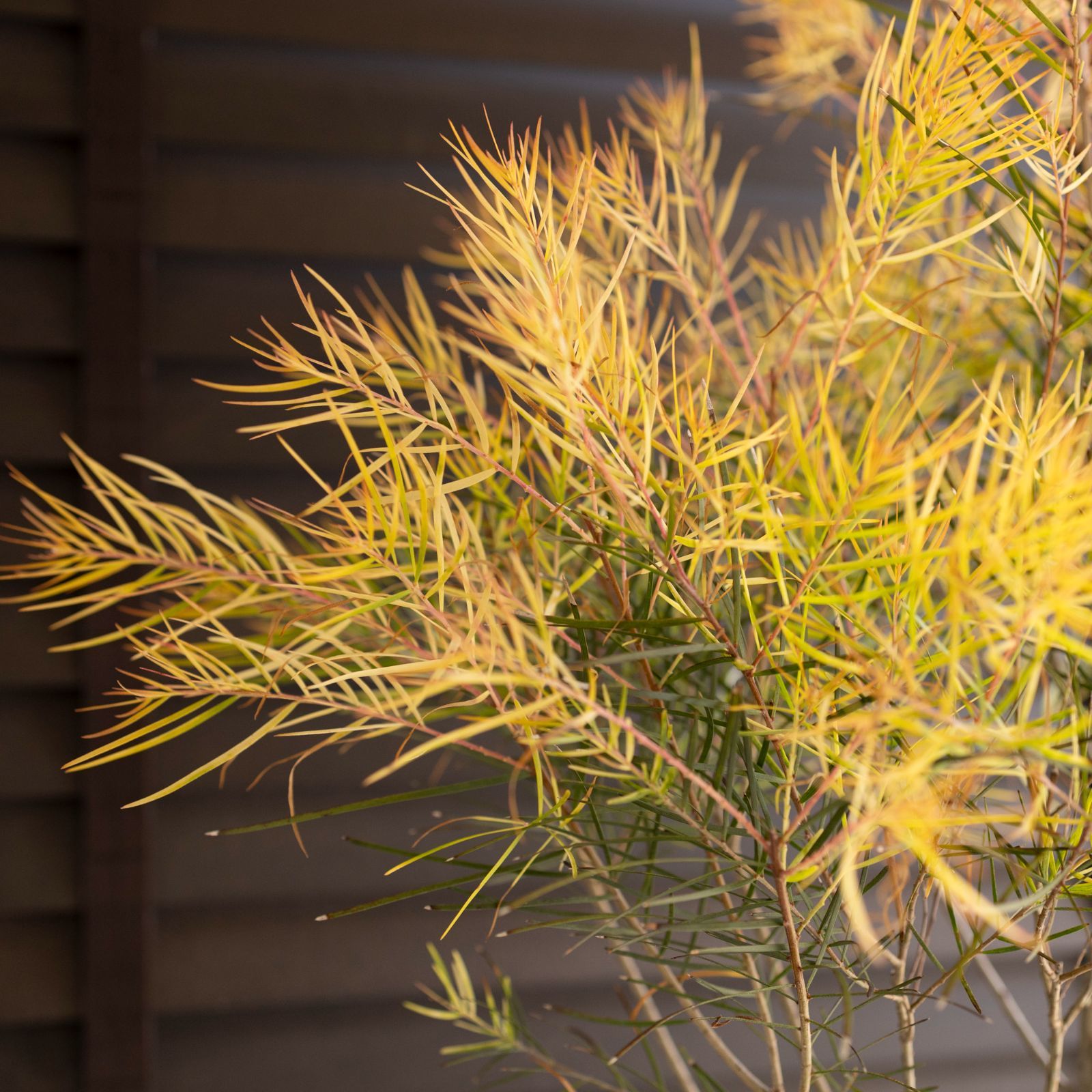 アカシアフェニックスゴールド オージープランツ 希少苗 幹太 大株 美樹形 8号 アカシアフェニックスゴールド オージープランツ 希少苗 幹太 大株