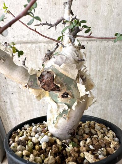 ⑥コミフォラ カタフ ソマリア産Commiphora kataf Commiphora kataf pure コミフォラ ピュアカタフ 発根済現地株 4