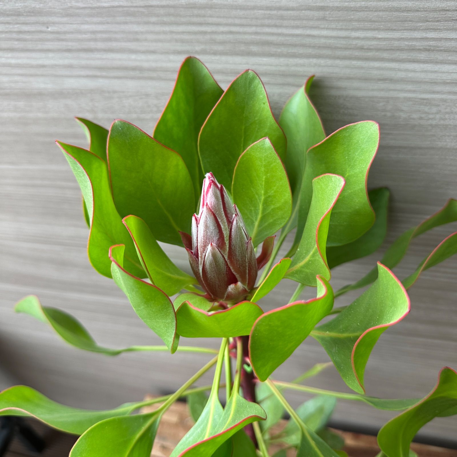 3本立ち】④ プロテア リトルプリンス 5号 現品 オージープランツ 蕾