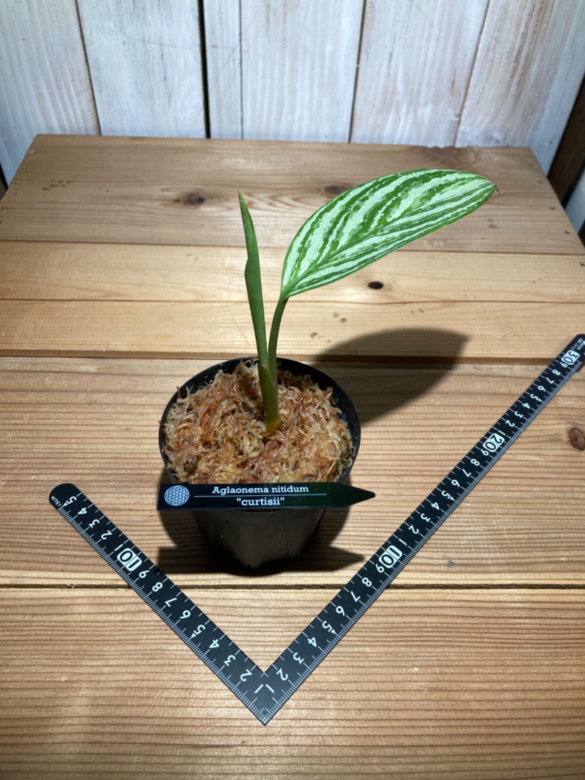 ターボー様専用【特選美株❗️純血統クローン株】 Aglaonema nitidum curtisii アグラオネマ ニティドゥム カーティシー 子株  - メルカリ