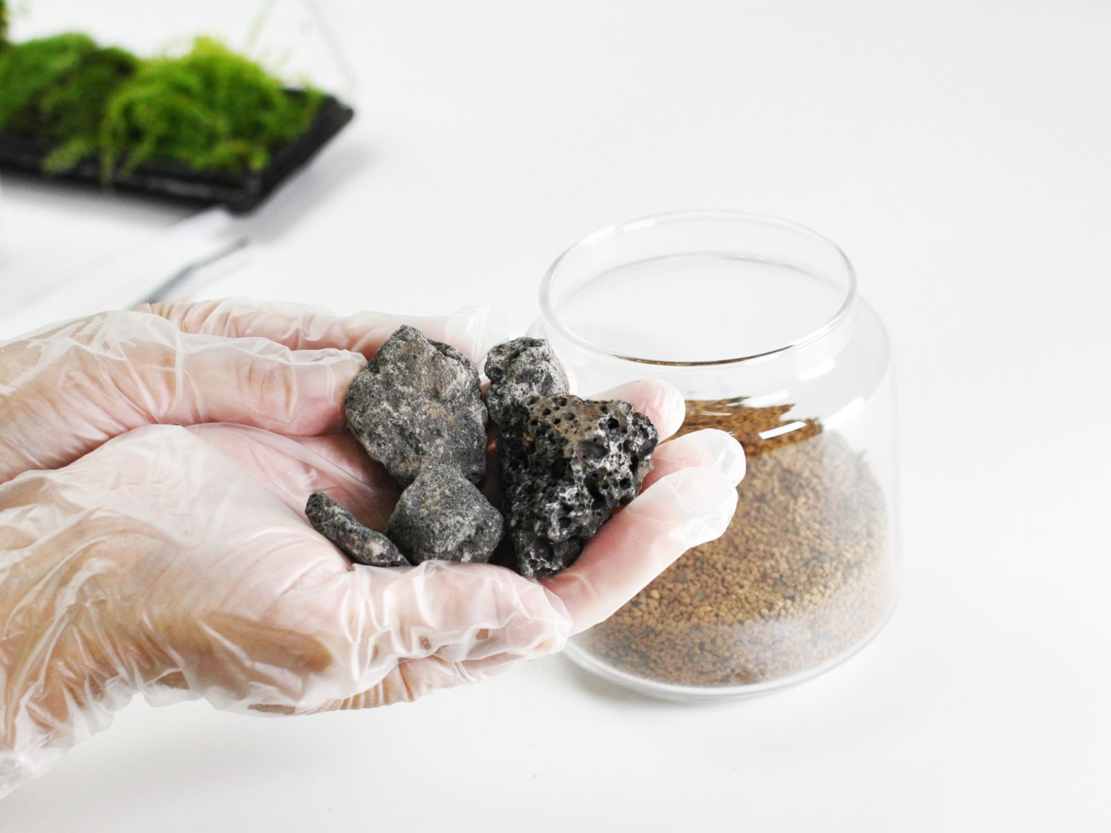 初めての苔テラリウムキット 15点セット STEELWINDOWSANDDOORS_COM