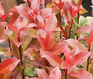 苗/苗木 【35本セット】 レッドロビン ショップ 樹高0.5m前後 10.5cm