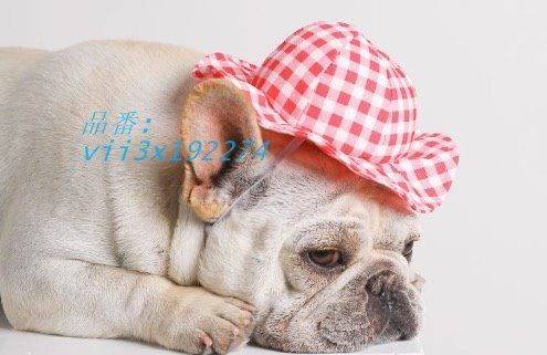 ペット 帽子 かわいい 犬 愛犬 小型 暑さ対策インスタ 夏 対策 キャップ イベント プール 散歩 送料無料 日除け 公園 おしゃれ 黒毛 熱中症 SNS 茶毛  vii3x192274