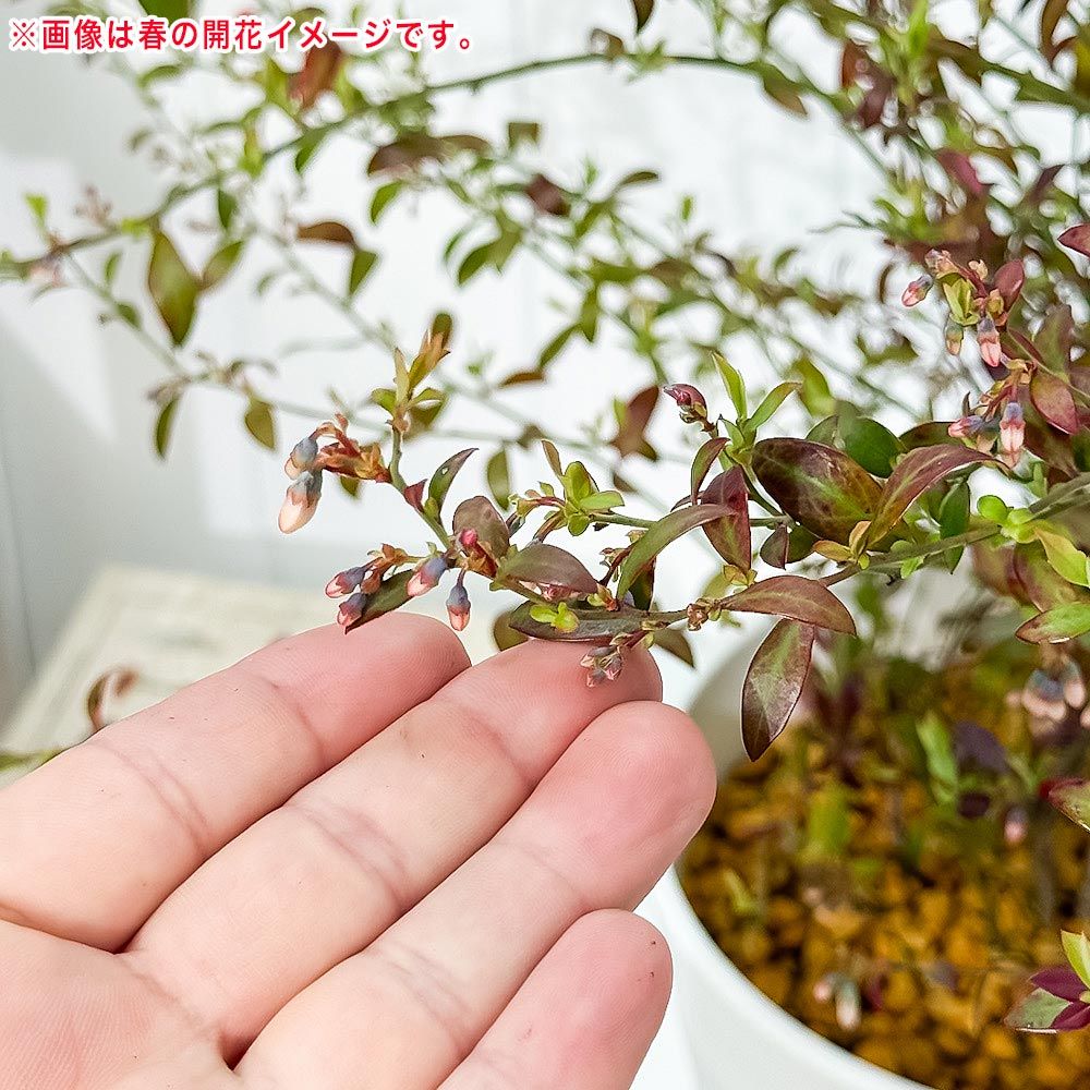 myrtillus 苗